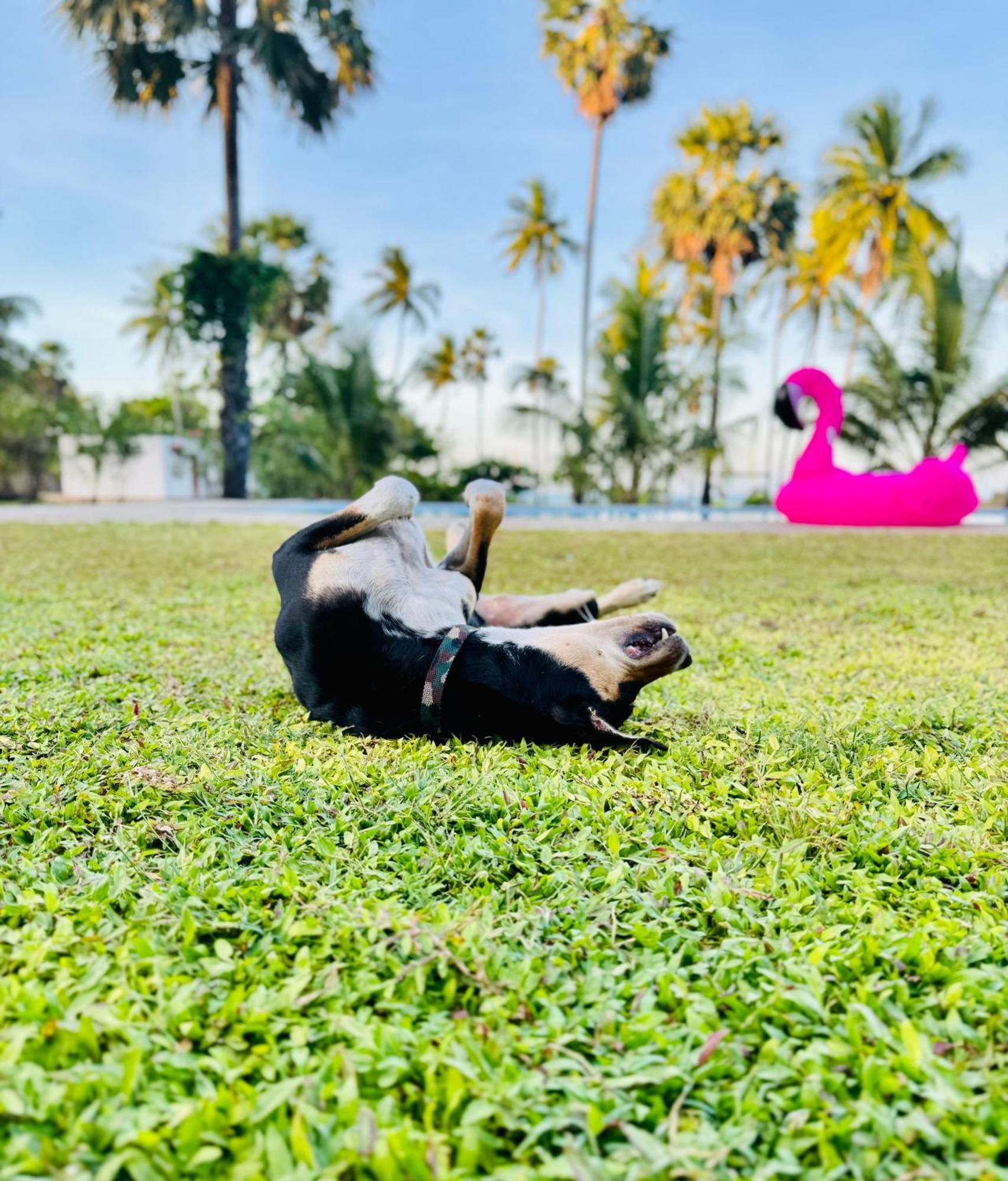 108 Palms Beach Resort 亭可马里 外观 照片