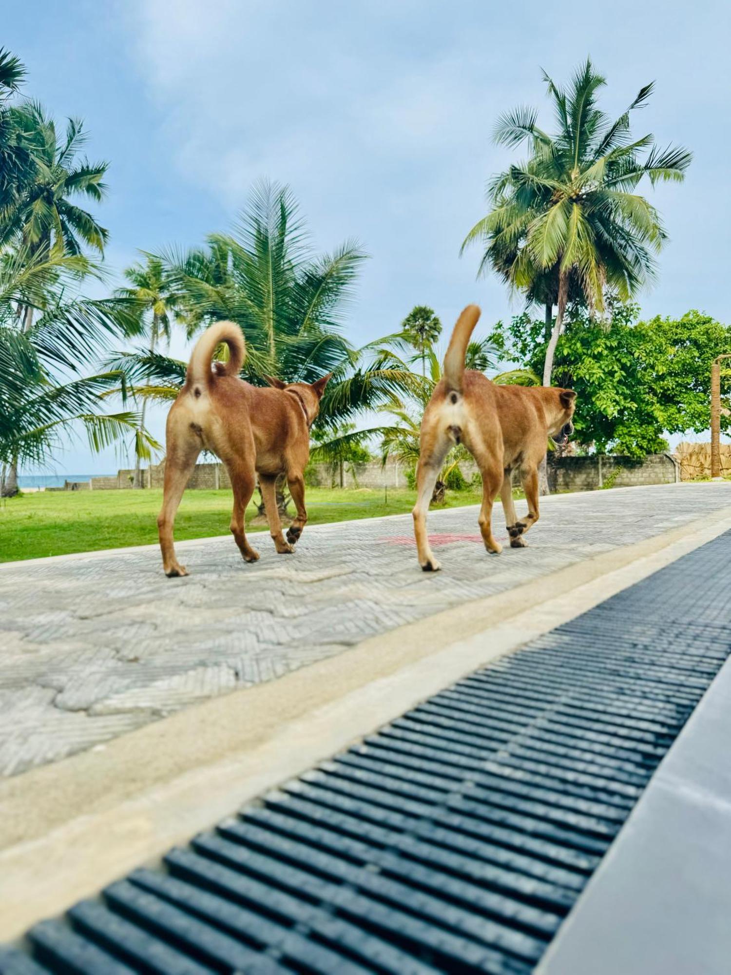 108 Palms Beach Resort 亭可马里 外观 照片